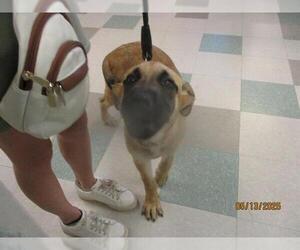 German Shepherd Dog-Mastiff Mix Dogs for adoption in Oklahoma City, OK, USA