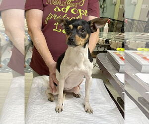 Rat Terrier Dogs for adoption in Benton, LA, USA