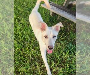 German Shepherd Dog-Unknown Mix Dogs for adoption in San Antonio, TX, USA