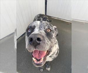 Bullmastiff-Great Dane Mix Dogs for adoption in Woodland, CA, USA