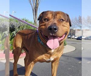 American Pit Bull Terrier-German Shepherd Dog Mix Dogs for adoption in Sacramento, CA, USA