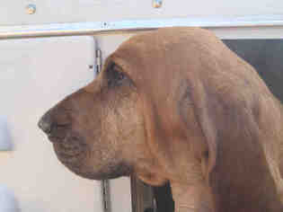 Medium Photo #1 Bloodhound Puppy For Sale in Oklahoma City, OK, USA