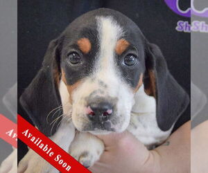 Bagle Hound Dogs for adoption in Huntley, IL, USA