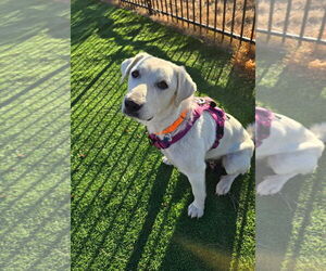 Great Pyrenees-Unknown Mix Dogs for adoption in Winter Park, CO, USA