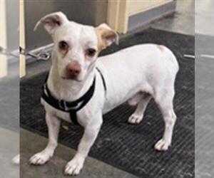 Chihuahua Dogs for adoption in Orange, CA, USA