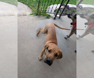Black Mouth Cur-Unknown Mix Dogs for adoption in New London, WI, USA