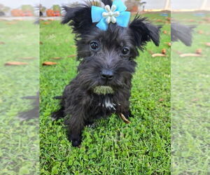 Mutt Dogs for adoption in Banning, CA, USA