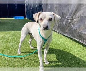 Chihuahua Dogs for adoption in Orange, CA, USA