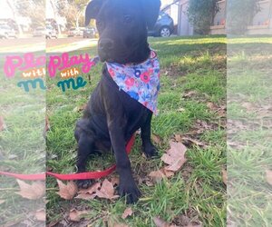 American Pit Bull Terrier-Labrador Retriever Mix Dogs for adoption in Concord , CA, USA