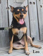 American Rat Pinscher Dogs for adoption in Junction, TX, USA