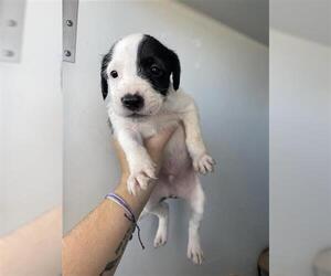 Mutt Dogs for adoption in Houston, TX, USA