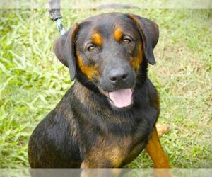 Rottweiler-Unknown Mix Dogs for adoption in Tallahassee, FL, USA