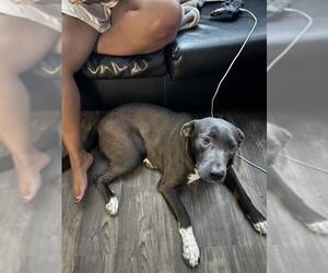American Staffordshire Terrier-Unknown Mix Dogs for adoption in San Antonio, TX, USA