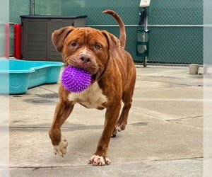 Mutt Dogs for adoption in Martinez, CA, USA