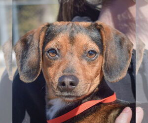 Beagle-Chihuahua Mix Dogs for adoption in Huntley, IL, USA