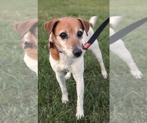 Jack Russell Terrier Dogs for adoption in Raleigh, NC, USA