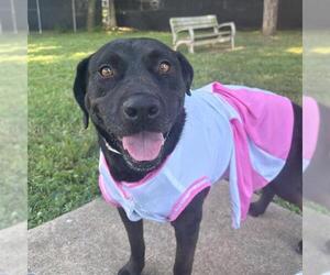 American Pit Bull Terrier-Labrador Retriever Mix Dogs for adoption in Murfreesboro, TN, USA
