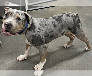 Mutt Dogs for adoption in Forestville, MD, USA
