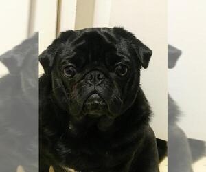 Pug Dogs for adoption in Livonia, MI, USA