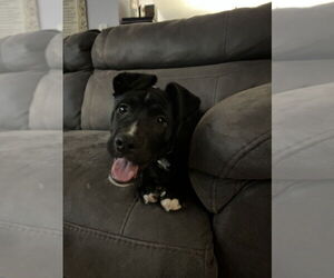 Mutt Dogs for adoption in Springdale, PA, USA