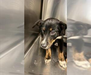 Shepradors Dogs for adoption in Houston, TX, USA