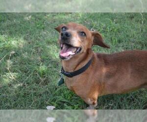 Dachshund Dogs for adoption in Texas City, TX, USA