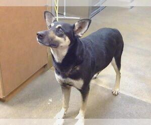 German Shepherd Dog-Unknown Mix Dogs for adoption in Sacramento, CA, USA