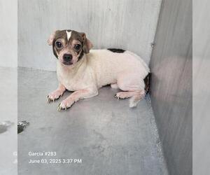 Chihuahua-Unknown Mix Dogs for adoption in San Antonio, TX, USA