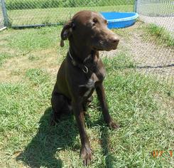 Mutt Dogs for adoption in Wahpeton, ND, USA
