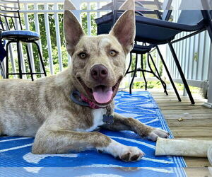 Medium Photo #3 Mutt Puppy For Sale in Scottsboro, AL, USA
