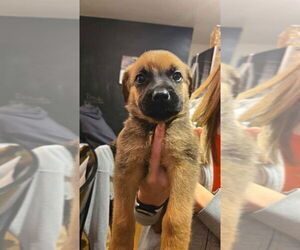 Boxer-German Shepherd Dog Mix Dogs for adoption in Aurora, IN, USA