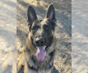 German Shepherd Dog Dogs for adoption in Santa Barbara, CA, USA