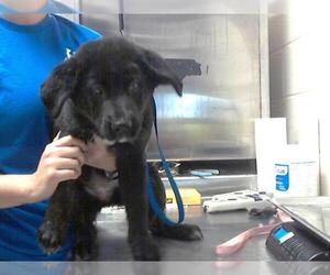 German Shepherd Dog-Unknown Mix Dogs for adoption in Fayetteville, NC, USA