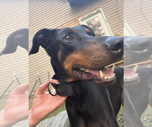 Doberman Pinscher Dogs for adoption in Minneaoplis, MN, USA