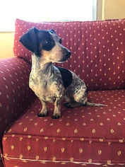 Dachshund Dogs for adoption in Germantown, OH, USA