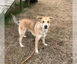 Carolina Dog-Unknown Mix Dogs for adoption in Louisville, KY, USA