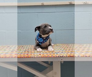Labmaraner Dogs for adoption in Orangeburg, SC, USA