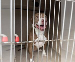 American Pit Bull Terrier-Labrador Retriever Mix Dogs for adoption in Oklahoma City, OK, USA