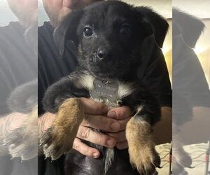 Mutt Dogs for adoption in Holly Springs, NC, USA