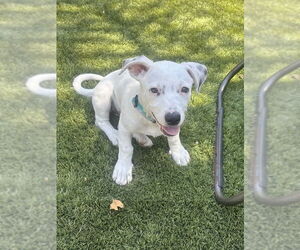 Border Terrier-Rat Terrier Mix Dogs for adoption in DISCOVERY BAY, CA, USA