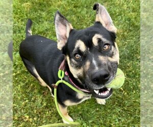 German Shepherd Dog-Unknown Mix Dogs for adoption in Rohnert Park, CA, USA
