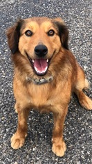 Australian Retriever Dogs for adoption in Fort Worth, TX, USA