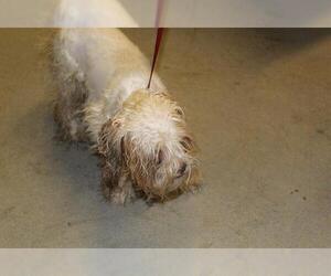 Maltese Dogs for adoption in Modesto, CA, USA