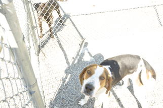 Medium Photo #1 Treeing Walker Coonhound-Unknown Mix Puppy For Sale in Marble, NC, USA