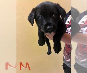 Dachshund-Unknown Mix Dogs for adoption in Modesto, CA, USA
