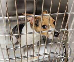 Rat Terrier-Unknown Mix Dogs for adoption in Decatur, IL, USA