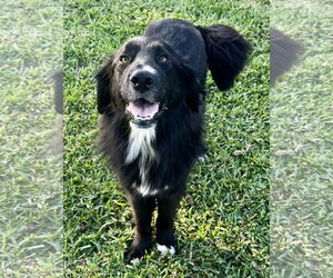Spaniel-Unknown Mix Dogs for adoption in Royal Palm Beach, FL, USA