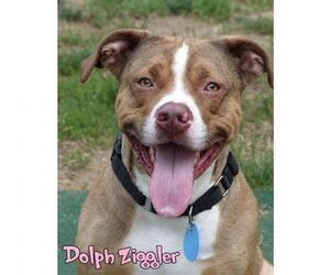 American Bulldog Dogs for adoption in Mason, MI, USA