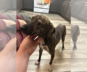 Chihuahua-Unknown Mix Dogs for adoption in Virginia Beach, VA, USA