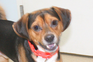Puggle Dogs for adoption in Salem, MA, USA